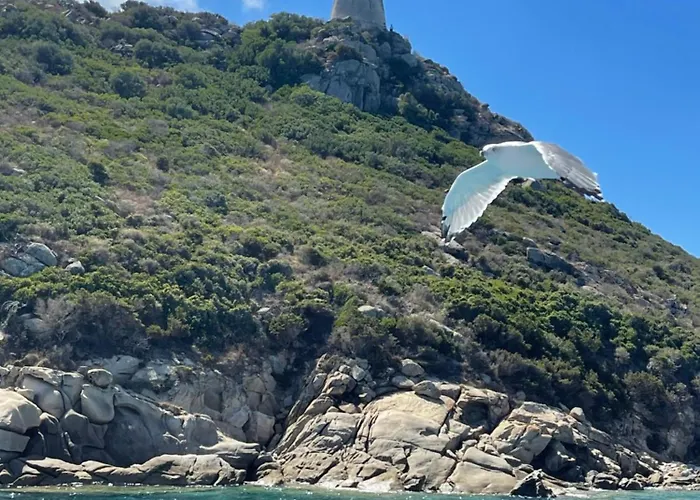 Simius * ヴィッラシミーウス